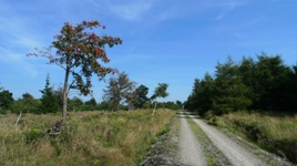 Radreise in Sachsen, Bett und Bike, Navigationssystem, Radpauschale