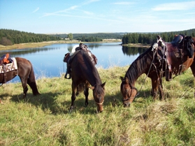 Osterzgebirgskamm, Sachsen reiten, Reiterhof, ausreiten in der Natur, Reiterferien, Reitferien